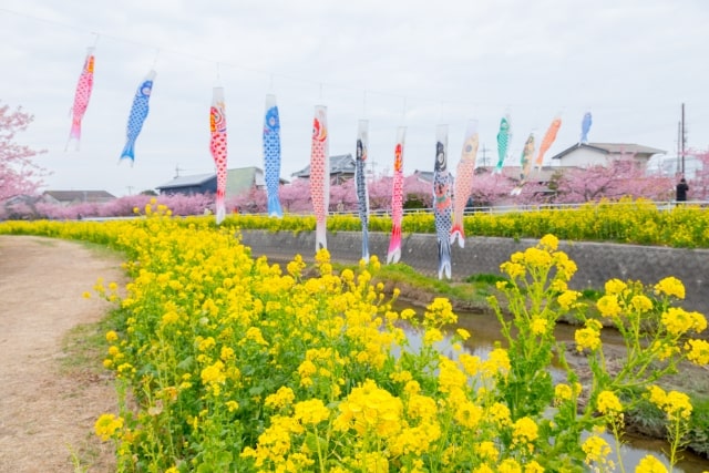 免々田川の河津桜