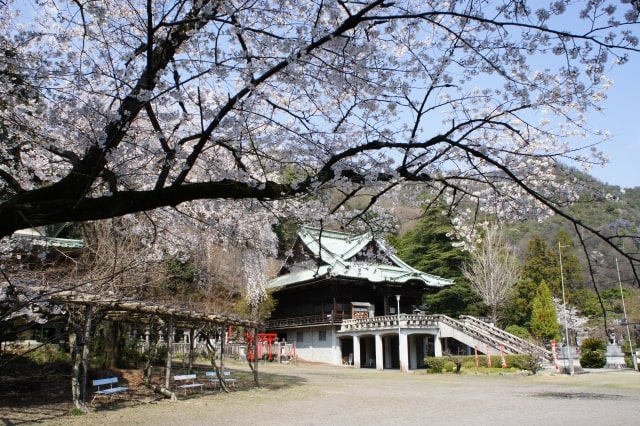 桜と貞照寺