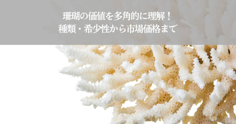 珊瑚の価値メインイメージ