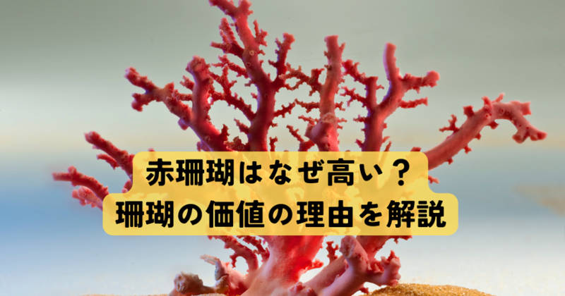 赤珊瑚の価値メインイメージ