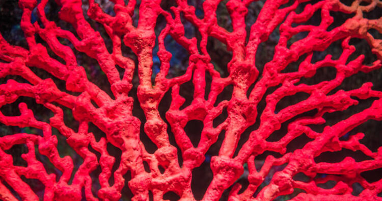 見極めが必要な赤珊瑚
